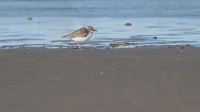 Wilson's Plover - ML632414409