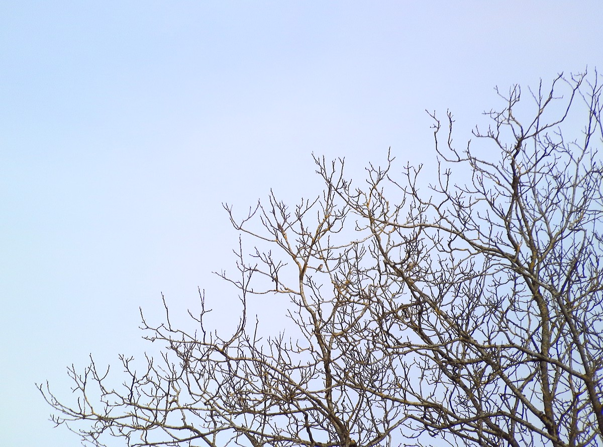 Алаг бужирга - ML632414417