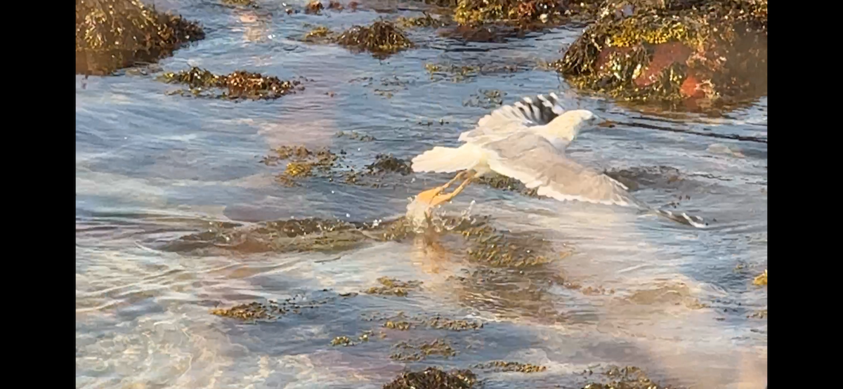 Larus sp. - ML632414440