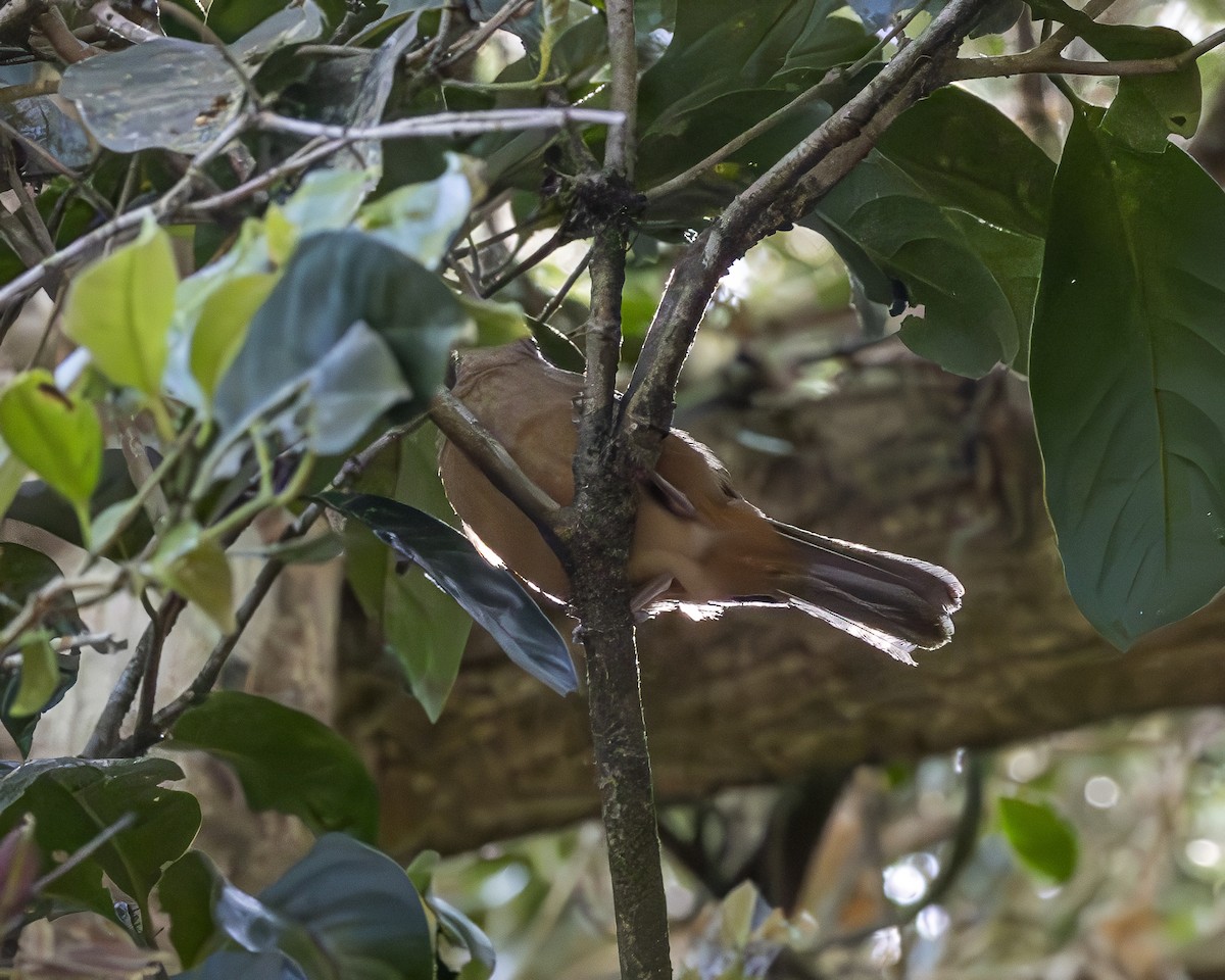 Bower's Shrikethrush - ML632414456