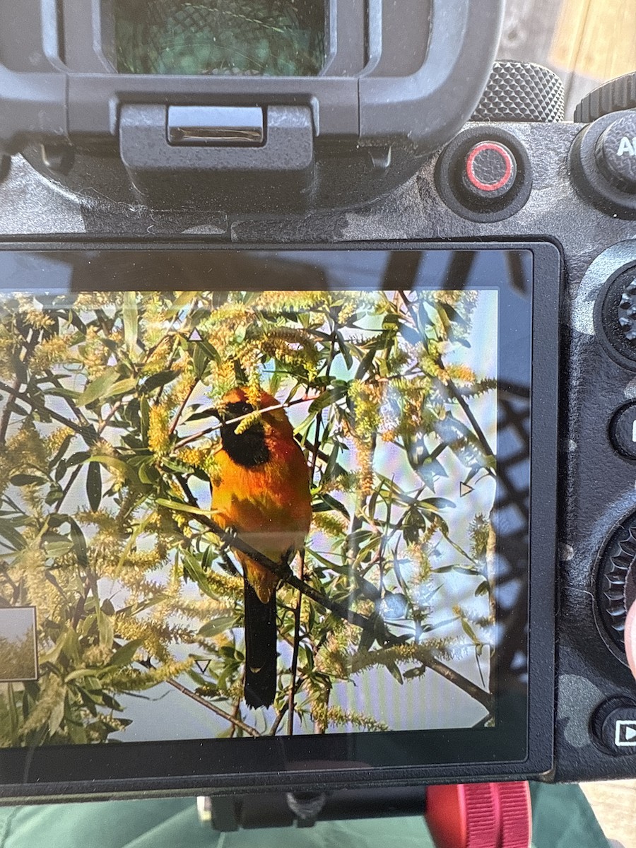 Hooded Oriole - ML632414480
