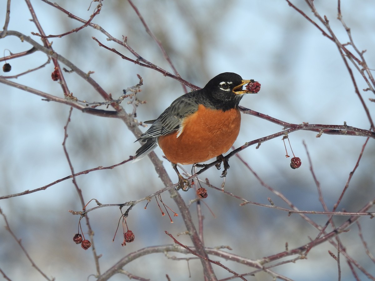 American Robin - ML632414501