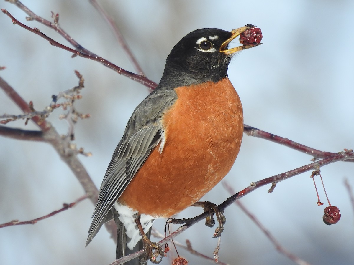American Robin - ML632414504