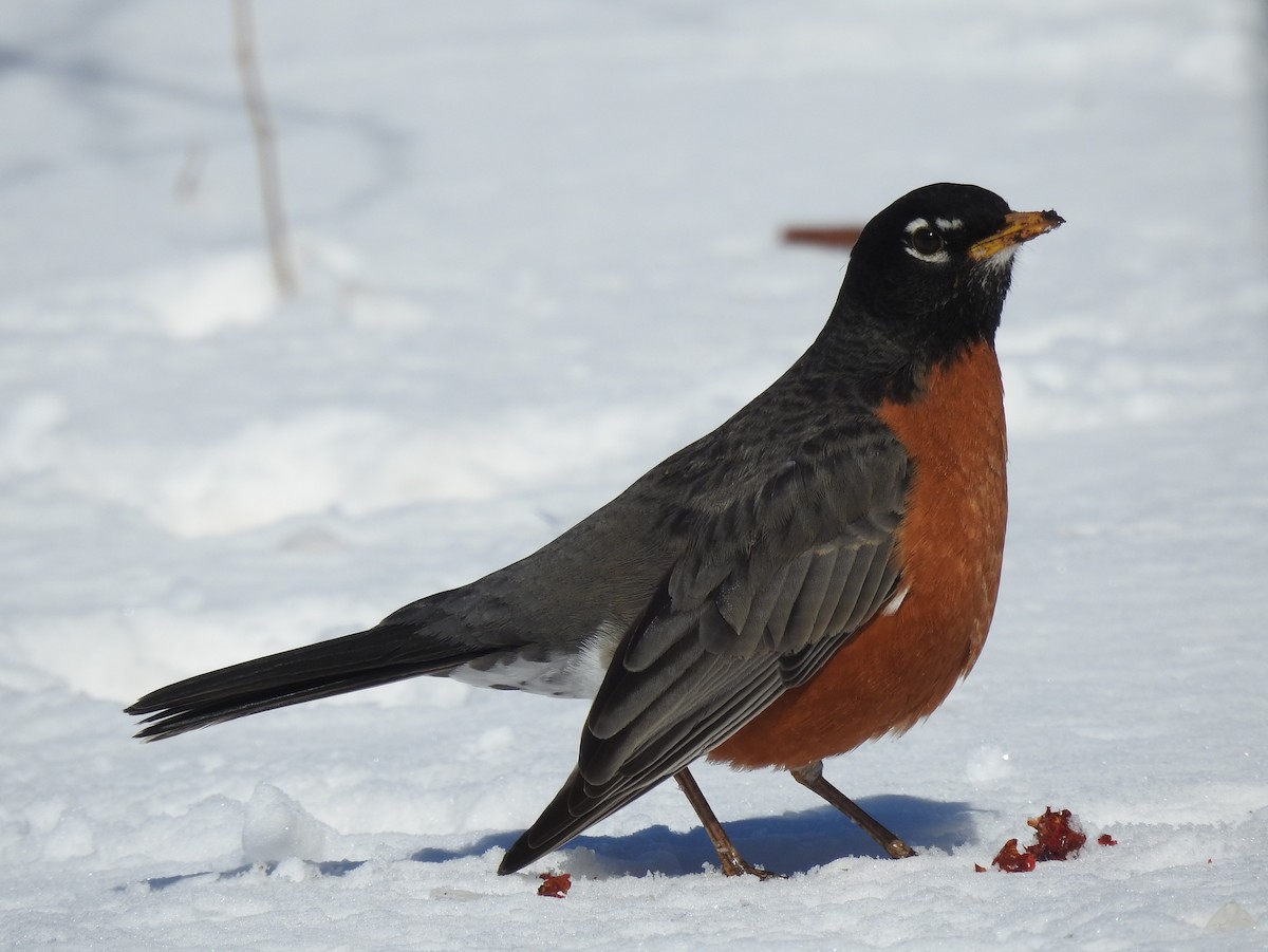 American Robin - ML632414548