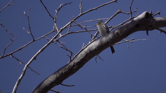 Greater Pewee - ML632414660
