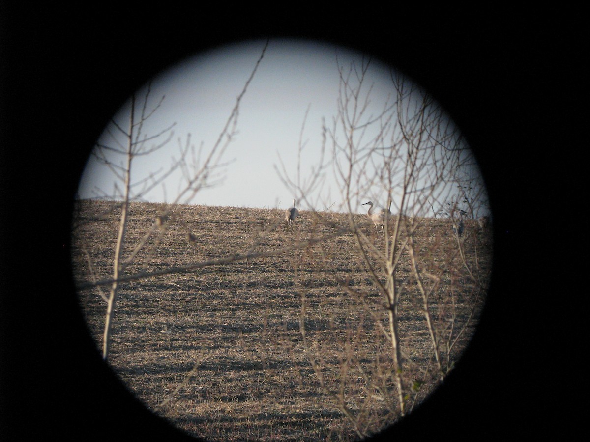 Sandhill Crane - ML632414694
