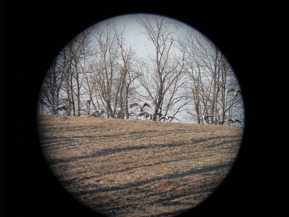 Sandhill Crane - ML632414695