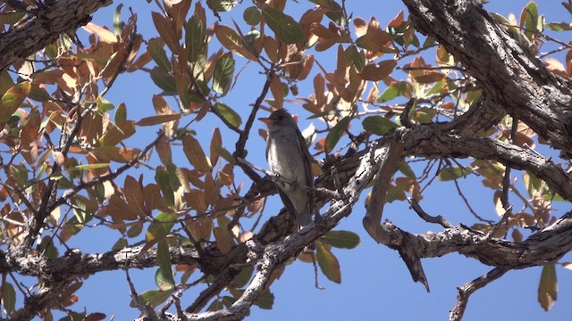 Greater Pewee - ML632414703