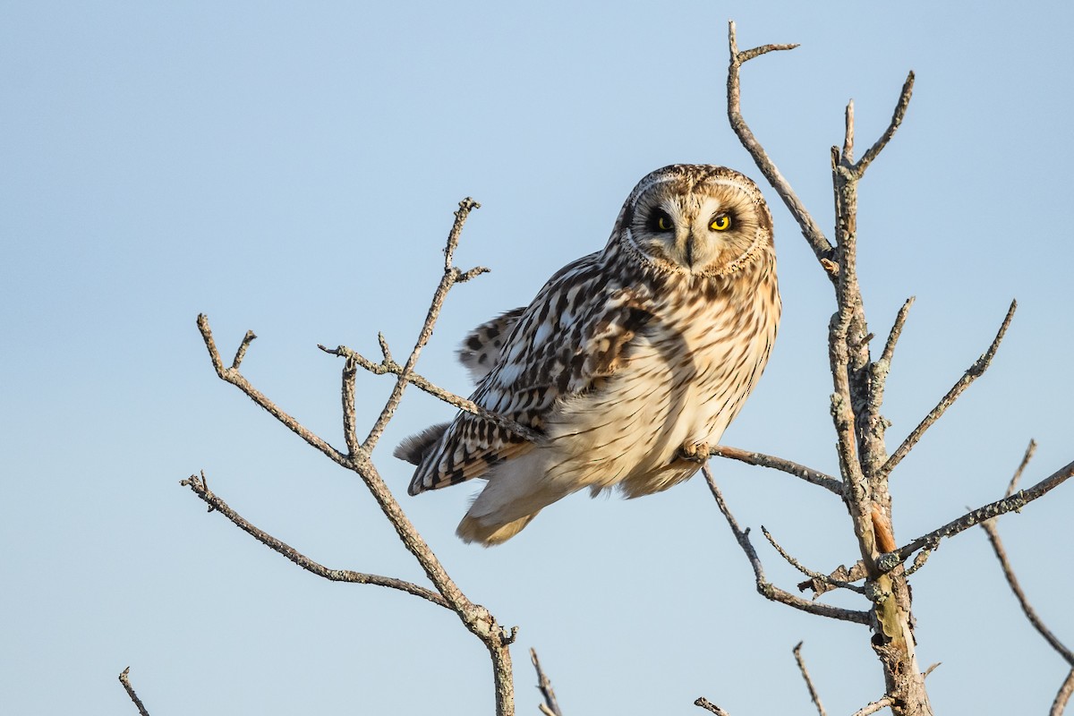 Short-eared Owl - ML632414740