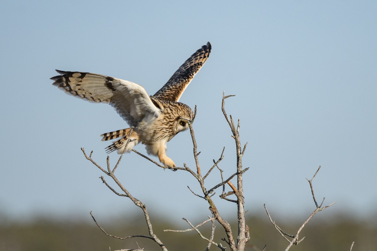 Short-eared Owl - ML632414741