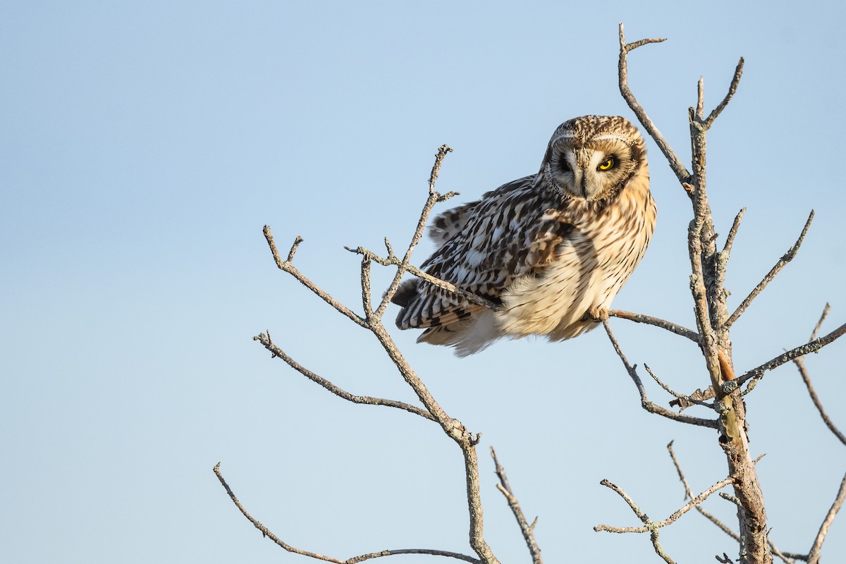 Short-eared Owl - ML632414742