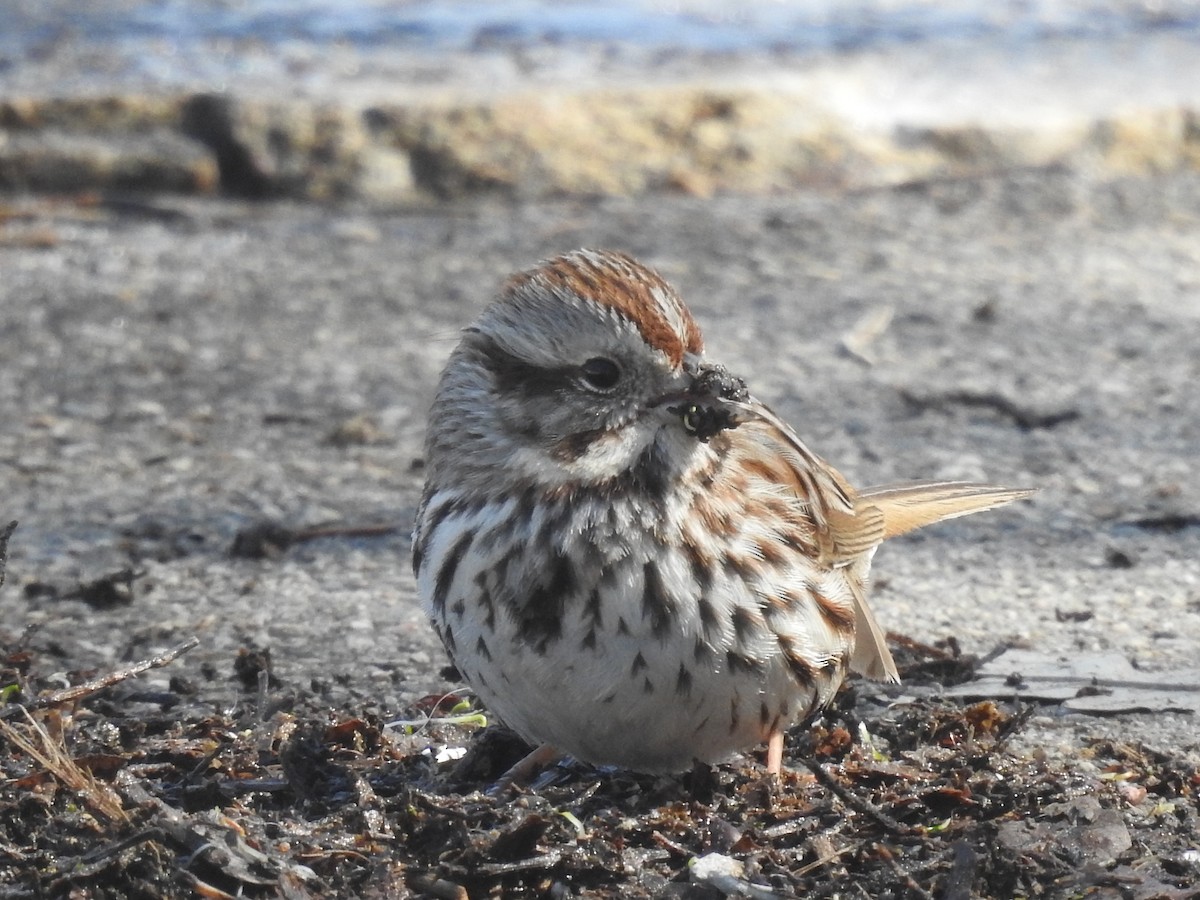 Song Sparrow - ML632414746