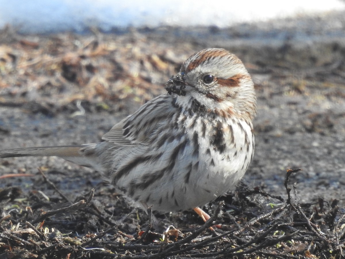 Song Sparrow - ML632414751