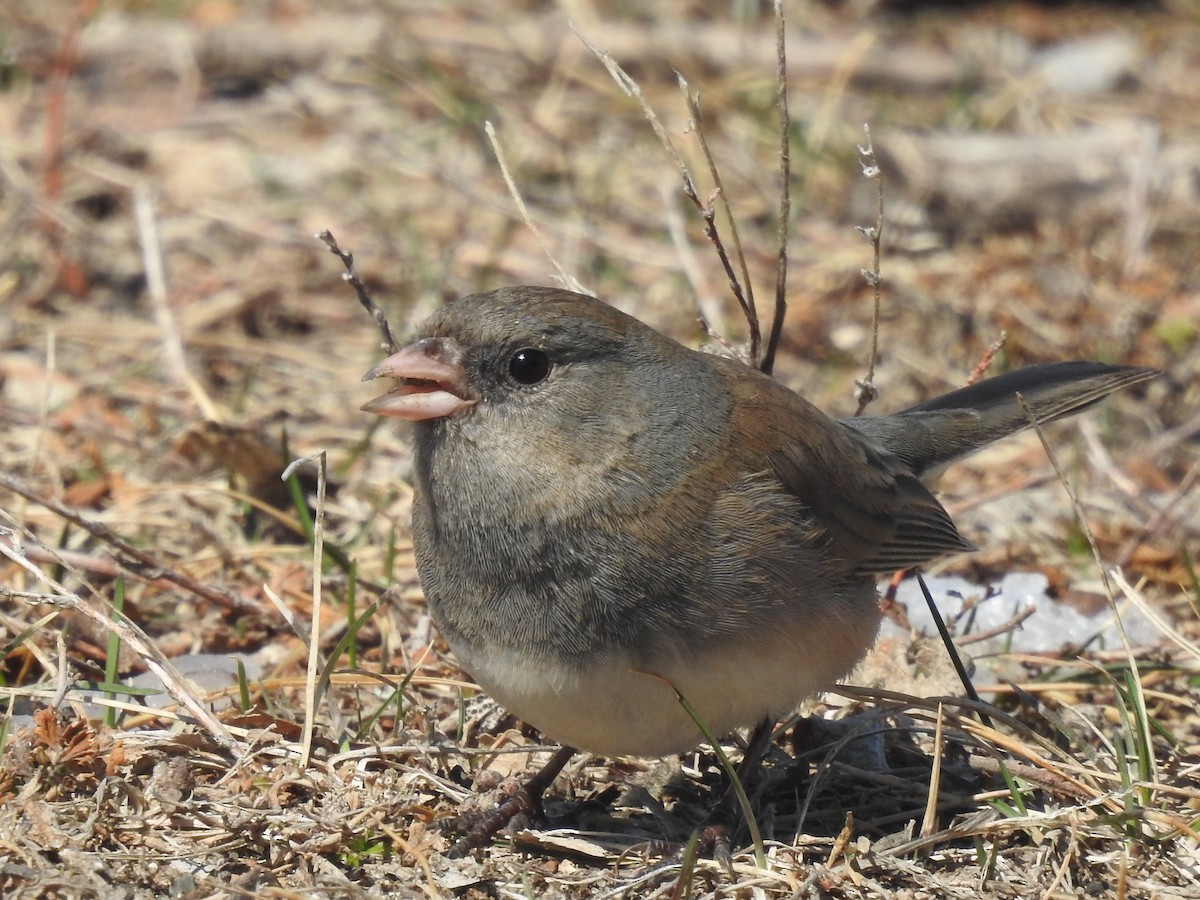 Dark-eyed Junco - ML632414930