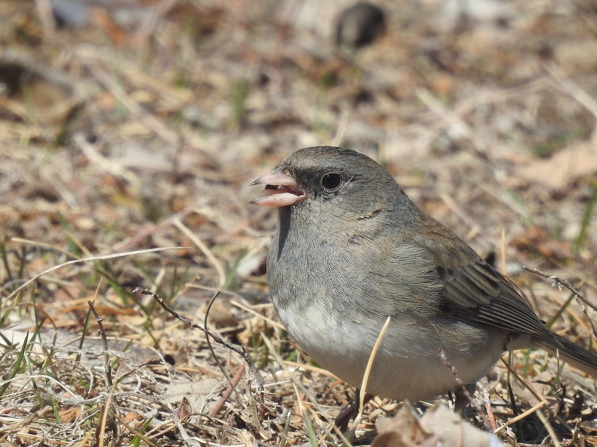 Dark-eyed Junco - ML632414939
