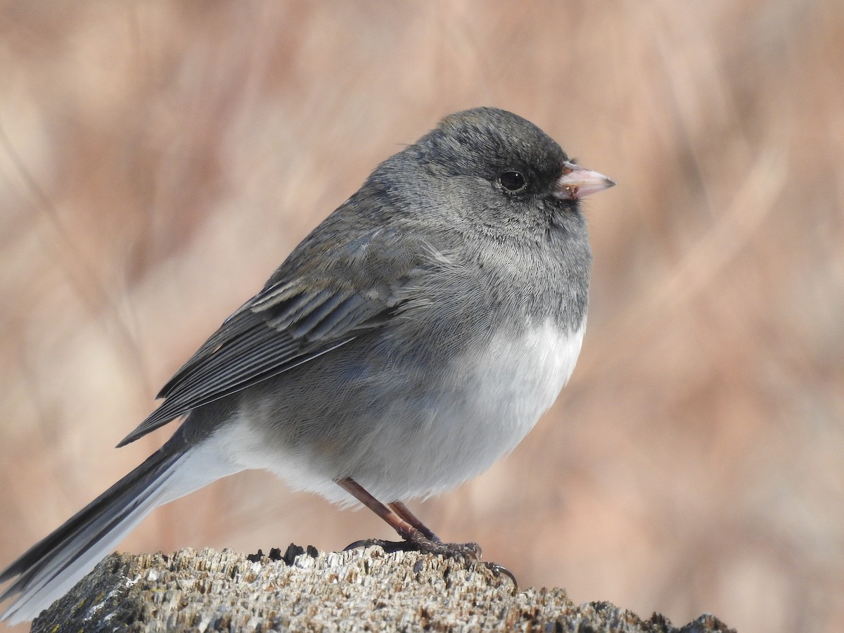 Dark-eyed Junco - ML632414946