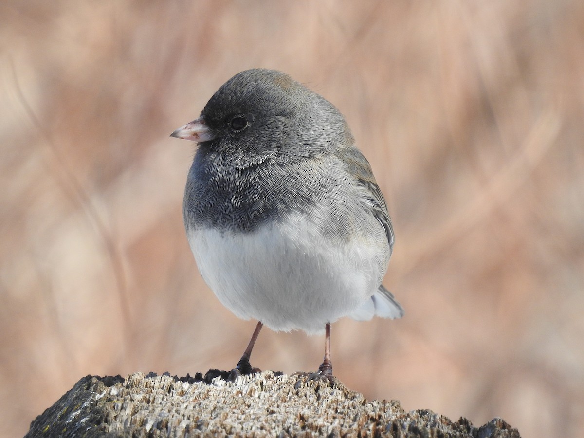 Dark-eyed Junco - ML632414952