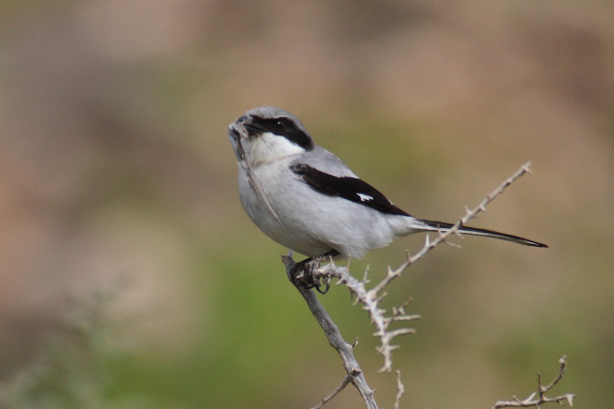 Great Gray Shrike (Great Gray) - ML632415056