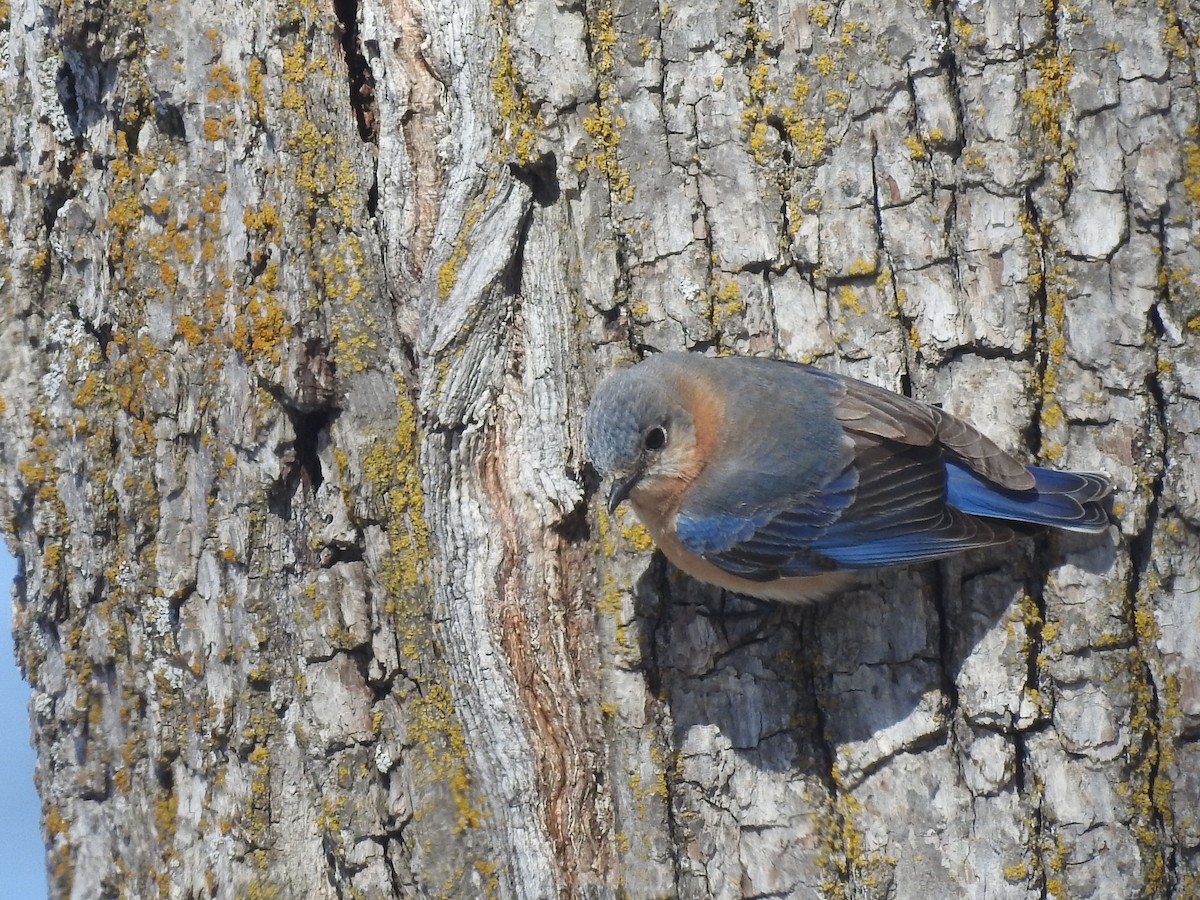 Eastern Bluebird - ML632415147