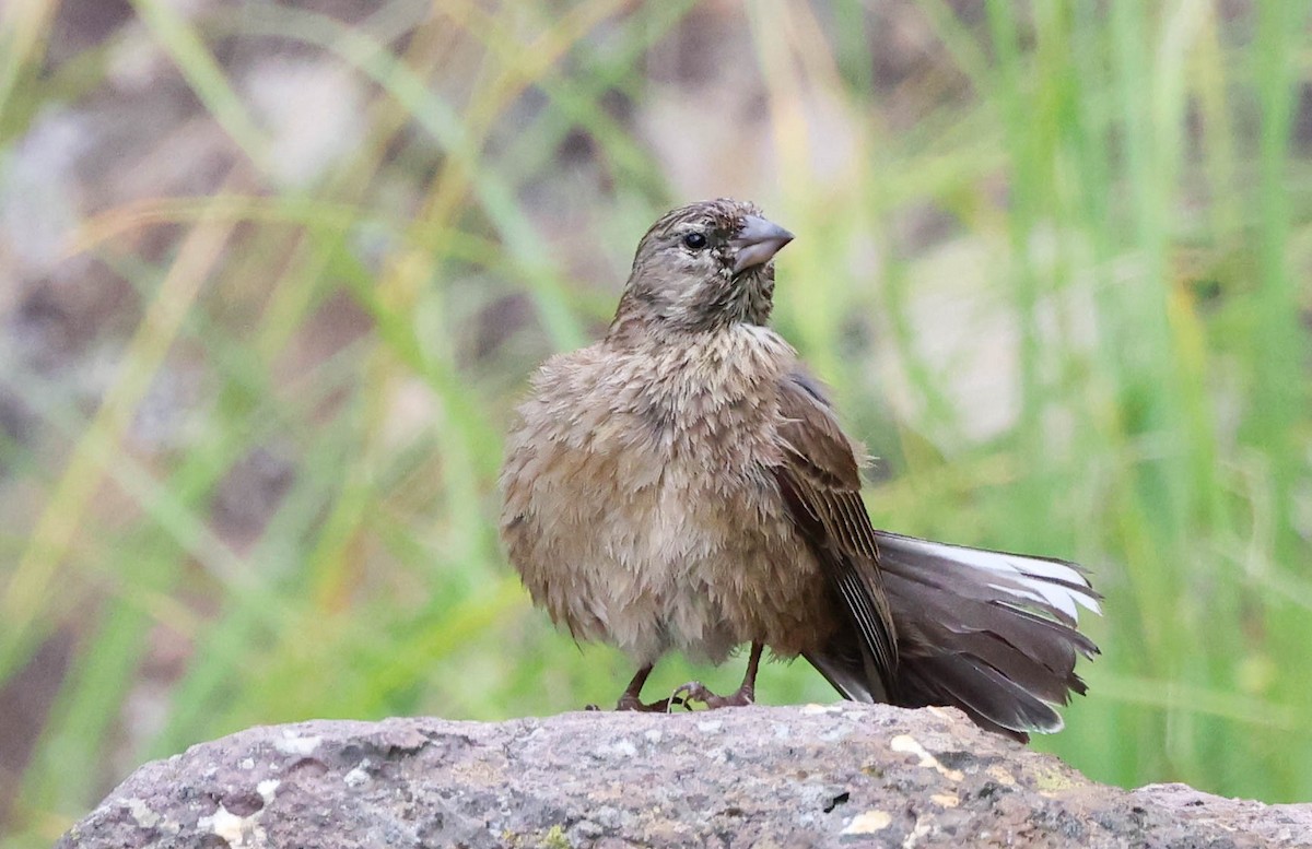 Drakensberg Siskin - ML632415152
