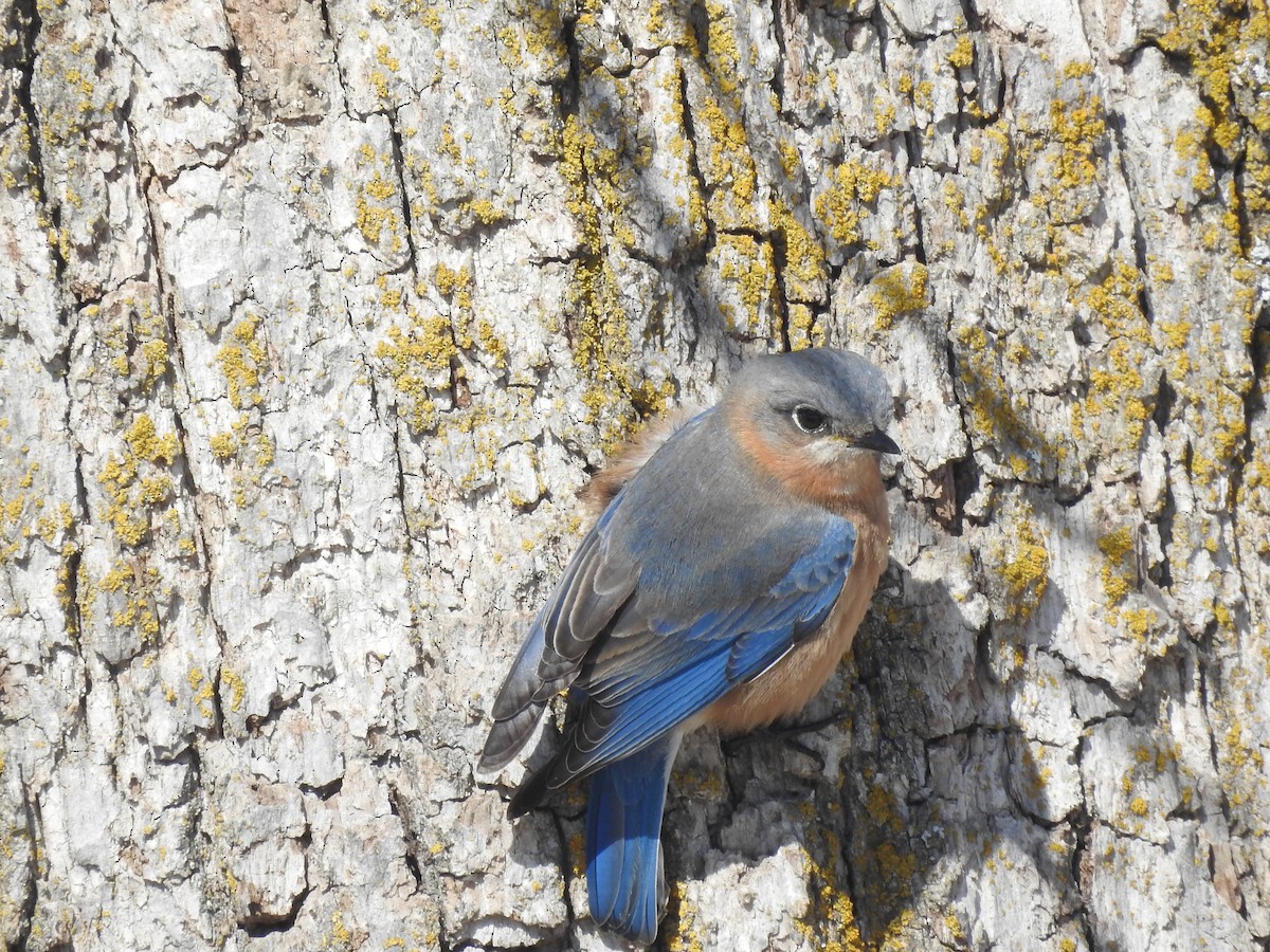 Eastern Bluebird - ML632415182