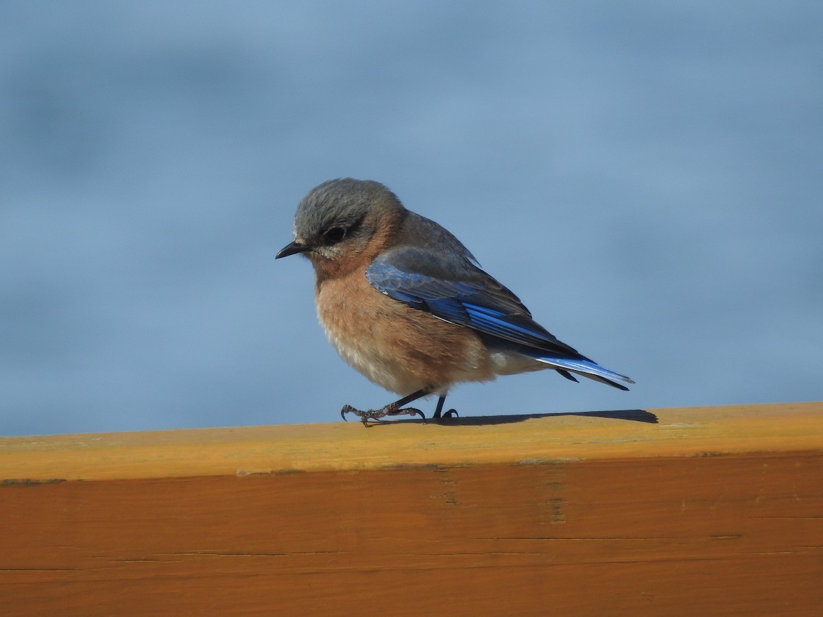 Eastern Bluebird - ML632415188
