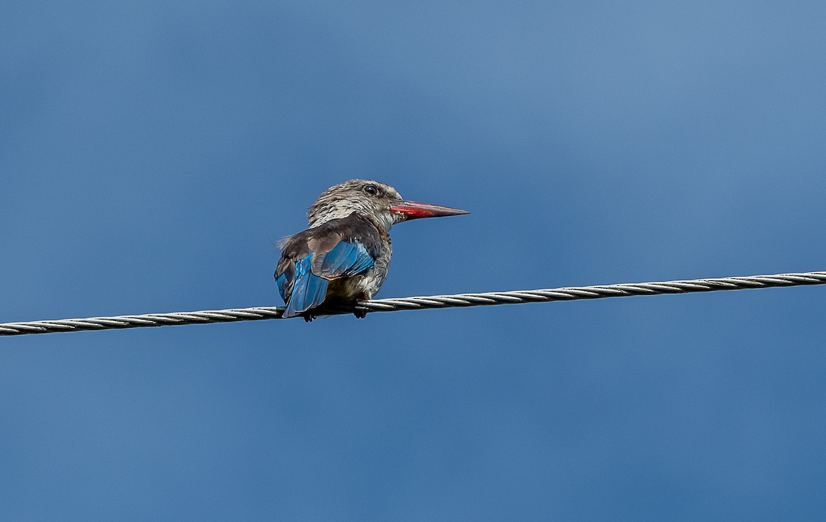 Brown-hooded Kingfisher - ML632415189