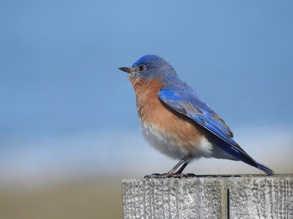 Eastern Bluebird - ML632415220