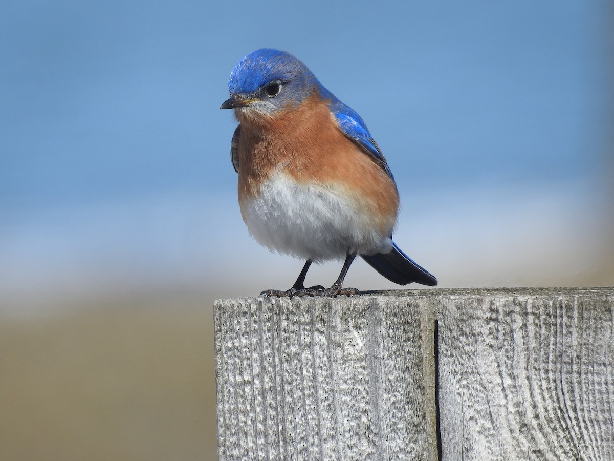 Eastern Bluebird - ML632415221