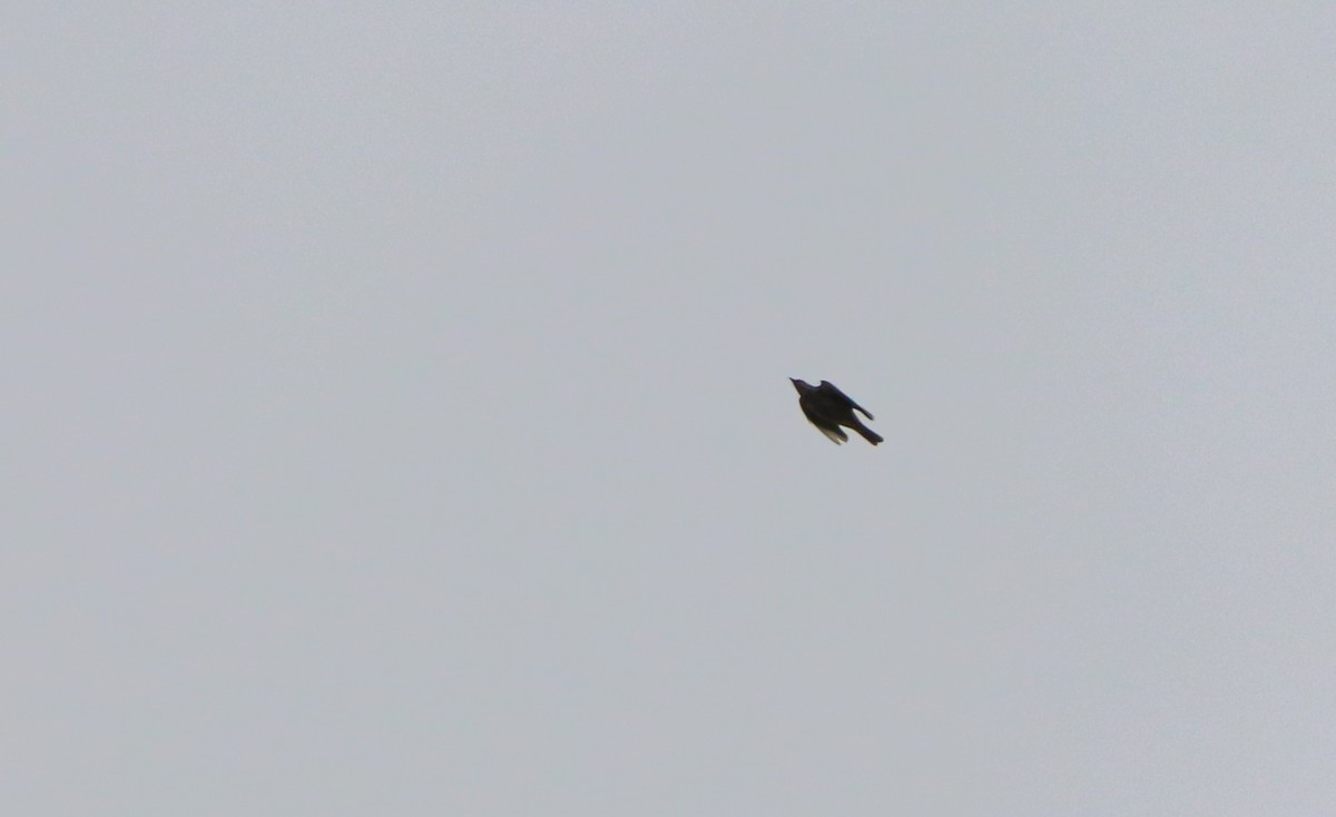 Бужмаг хөөндэй - ML632415334