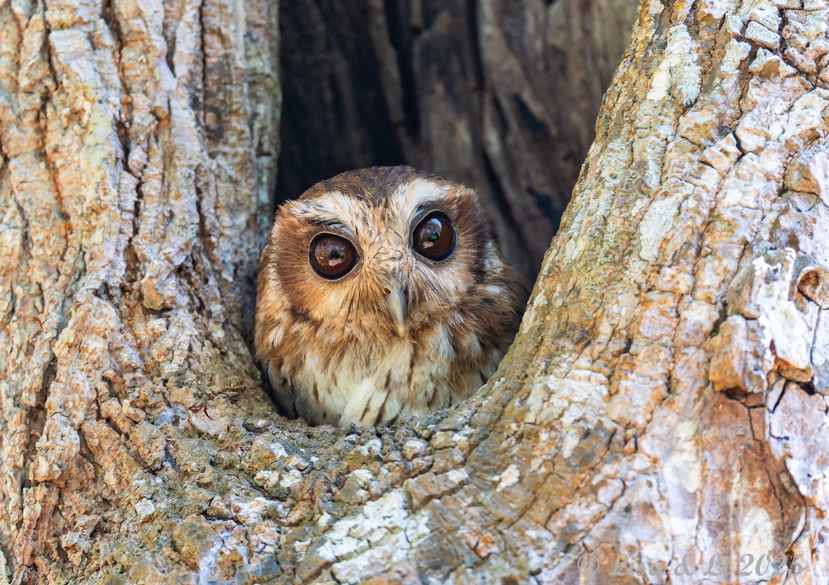 Bare-legged Owl - ML632415476