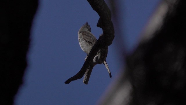 Greater Pewee - ML632415478