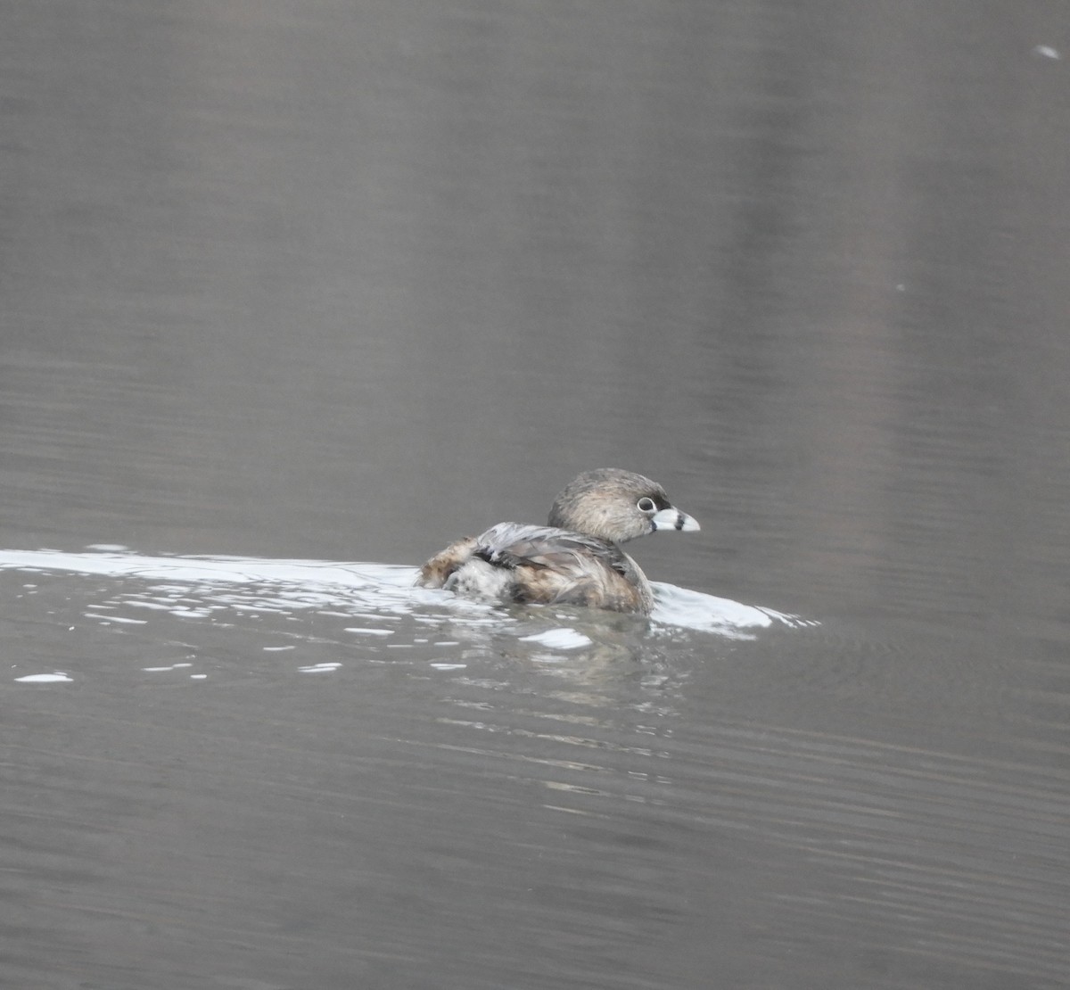 Pied-billed Grebe - ML632415500