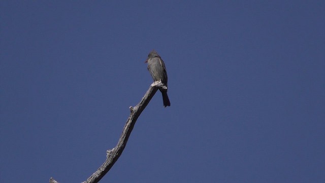 Greater Pewee - ML632415582
