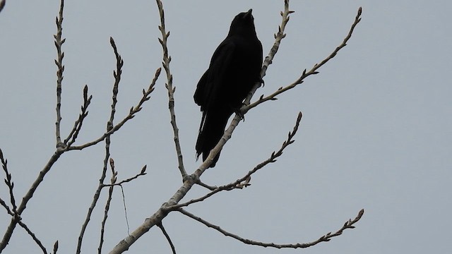 Fish Crow - ML632415636