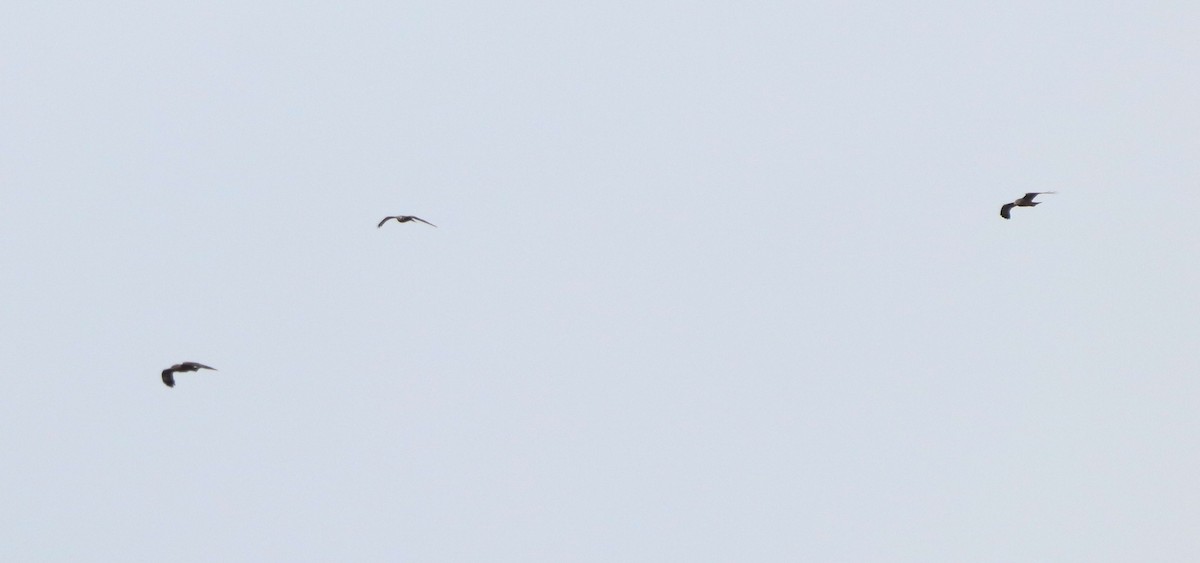 黑鳶 - ML632415637