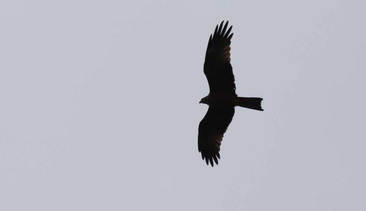 黑鳶 - ML632415640