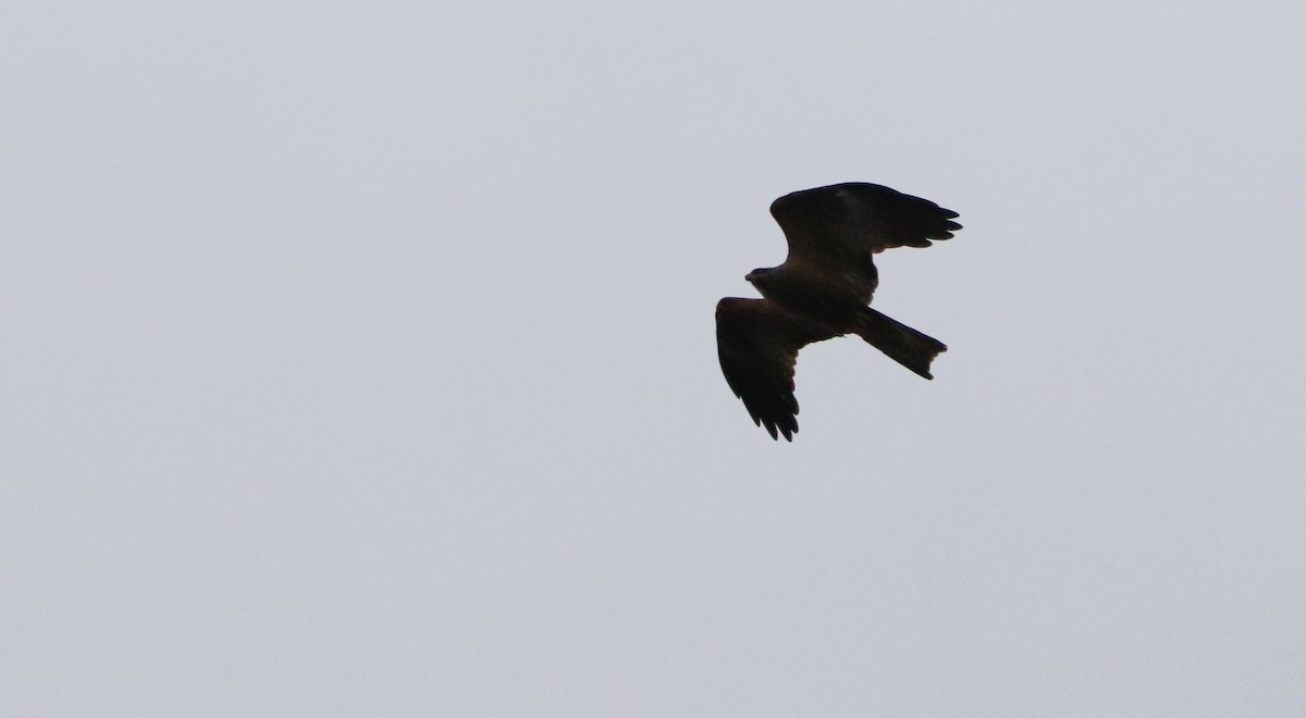 黑鳶 - ML632415641