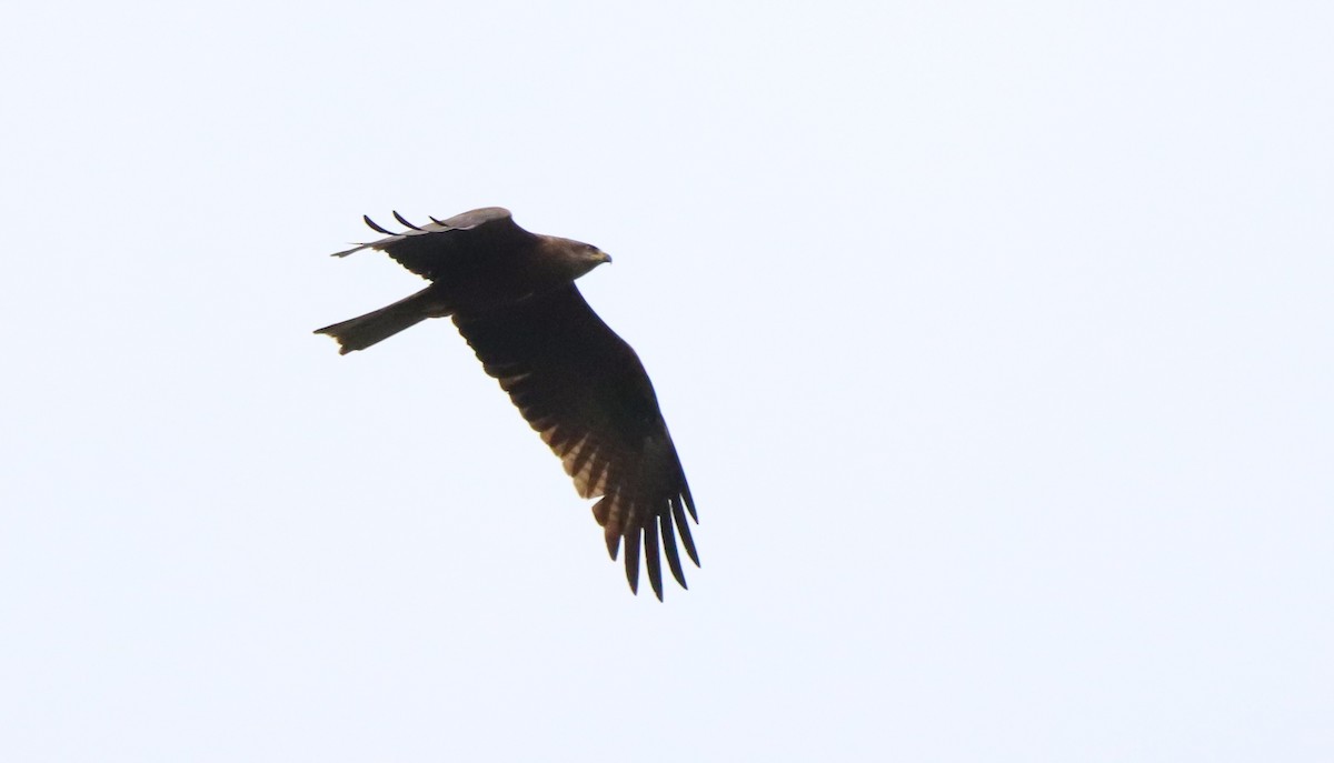 黑鳶 - ML632415642