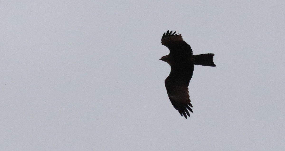 黑鳶 - ML632415643