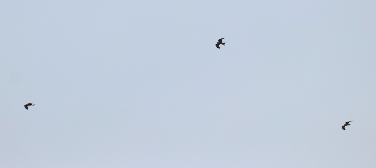 黑鳶 - ML632415644