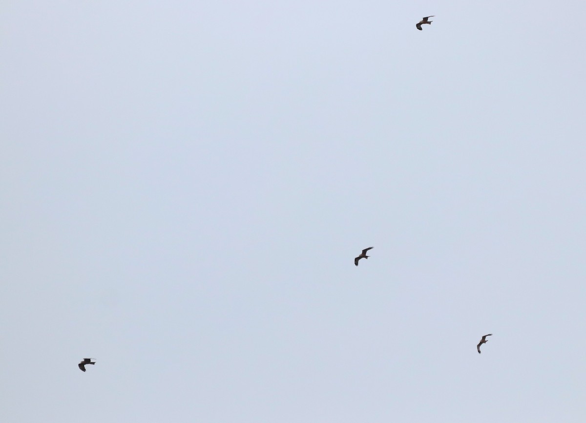 黑鳶 - ML632415645