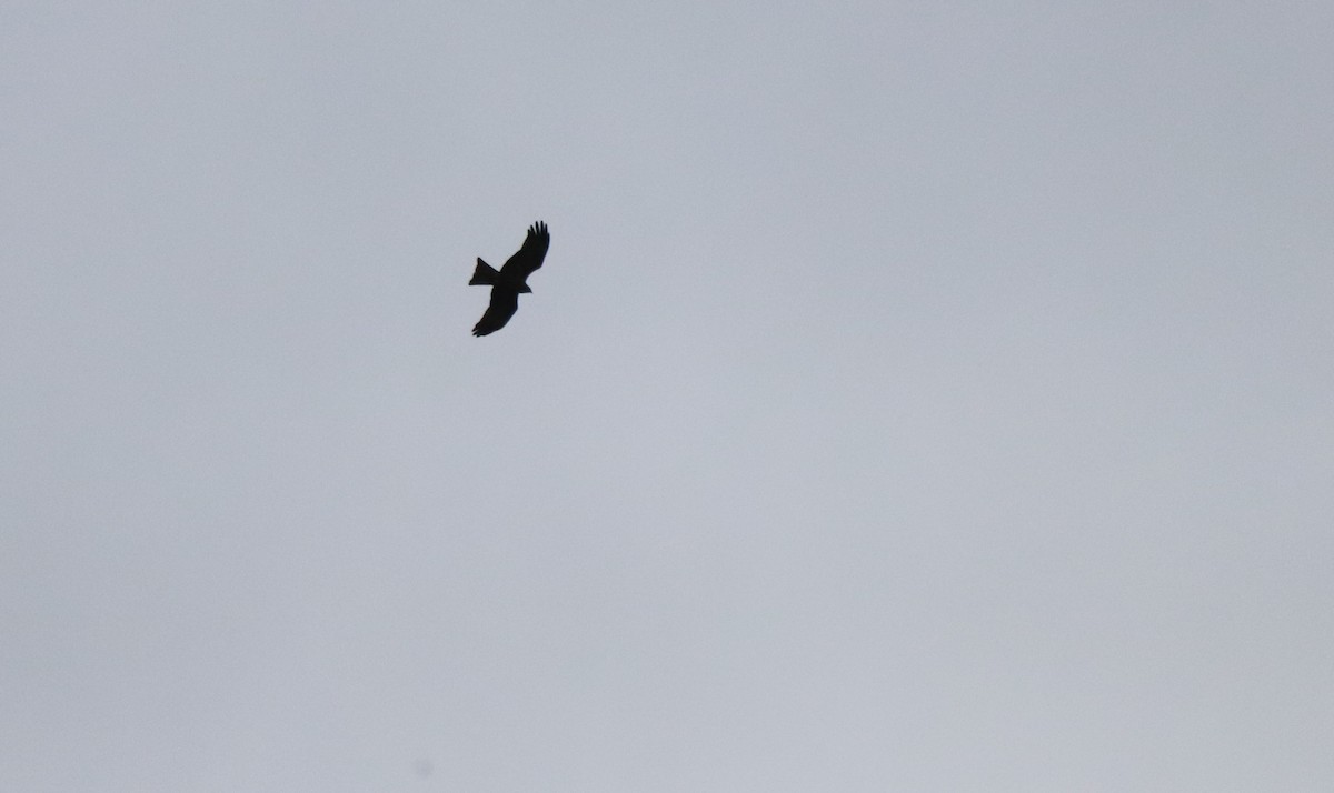 黑鳶 - ML632415646