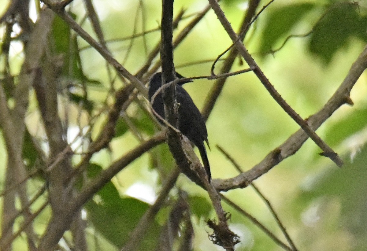 Sharpedrongo (Nigerdrongo) - ML632415692