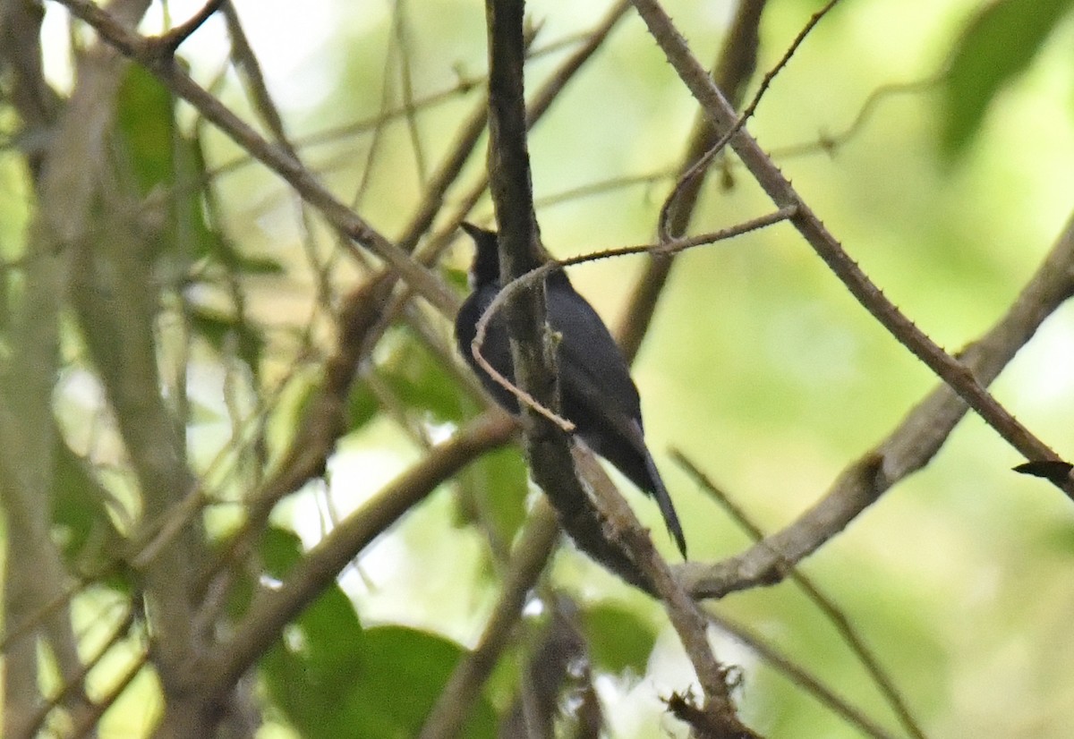 Sharpedrongo (Nigerdrongo) - ML632415693