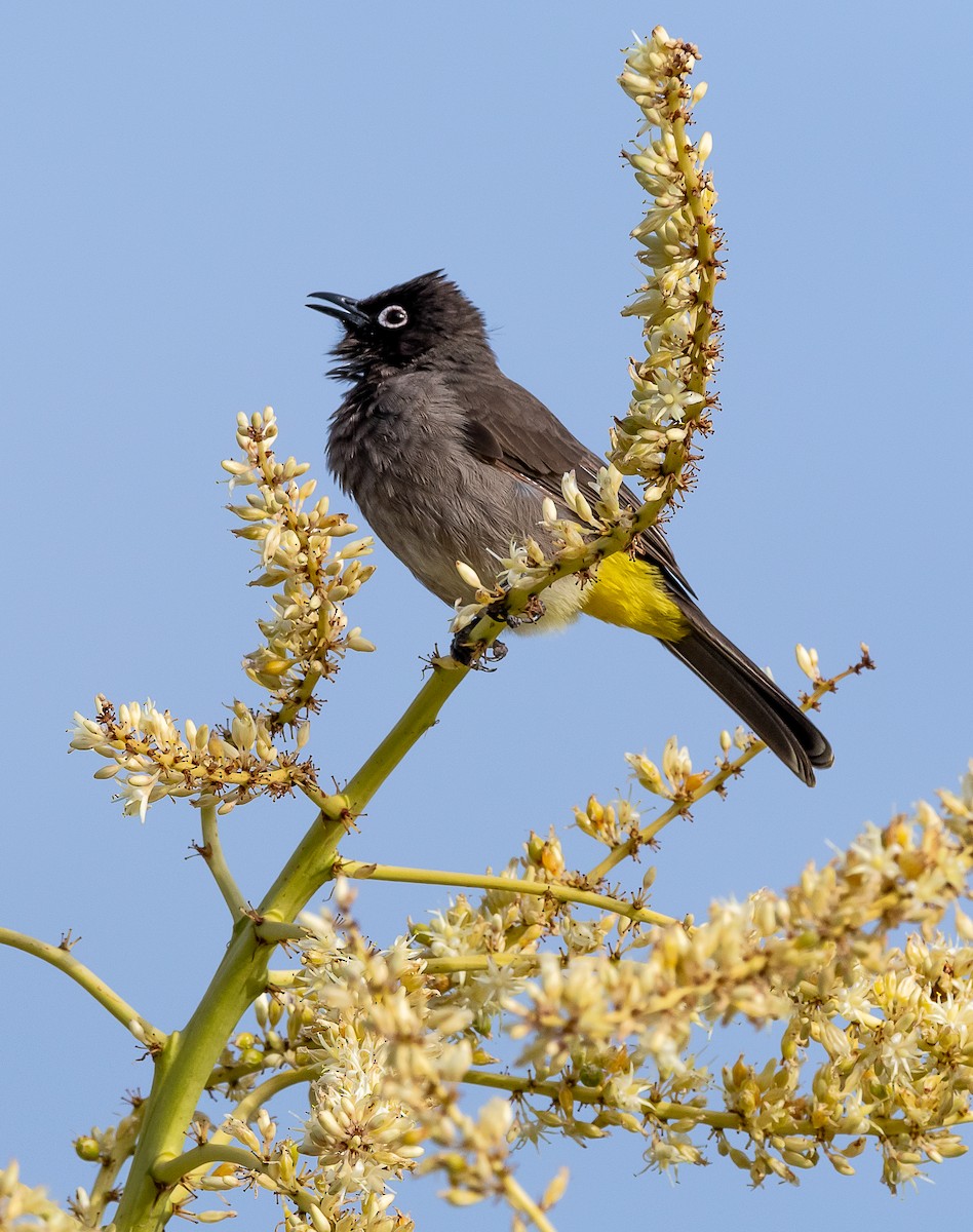 Cape Bulbul - ML632415694