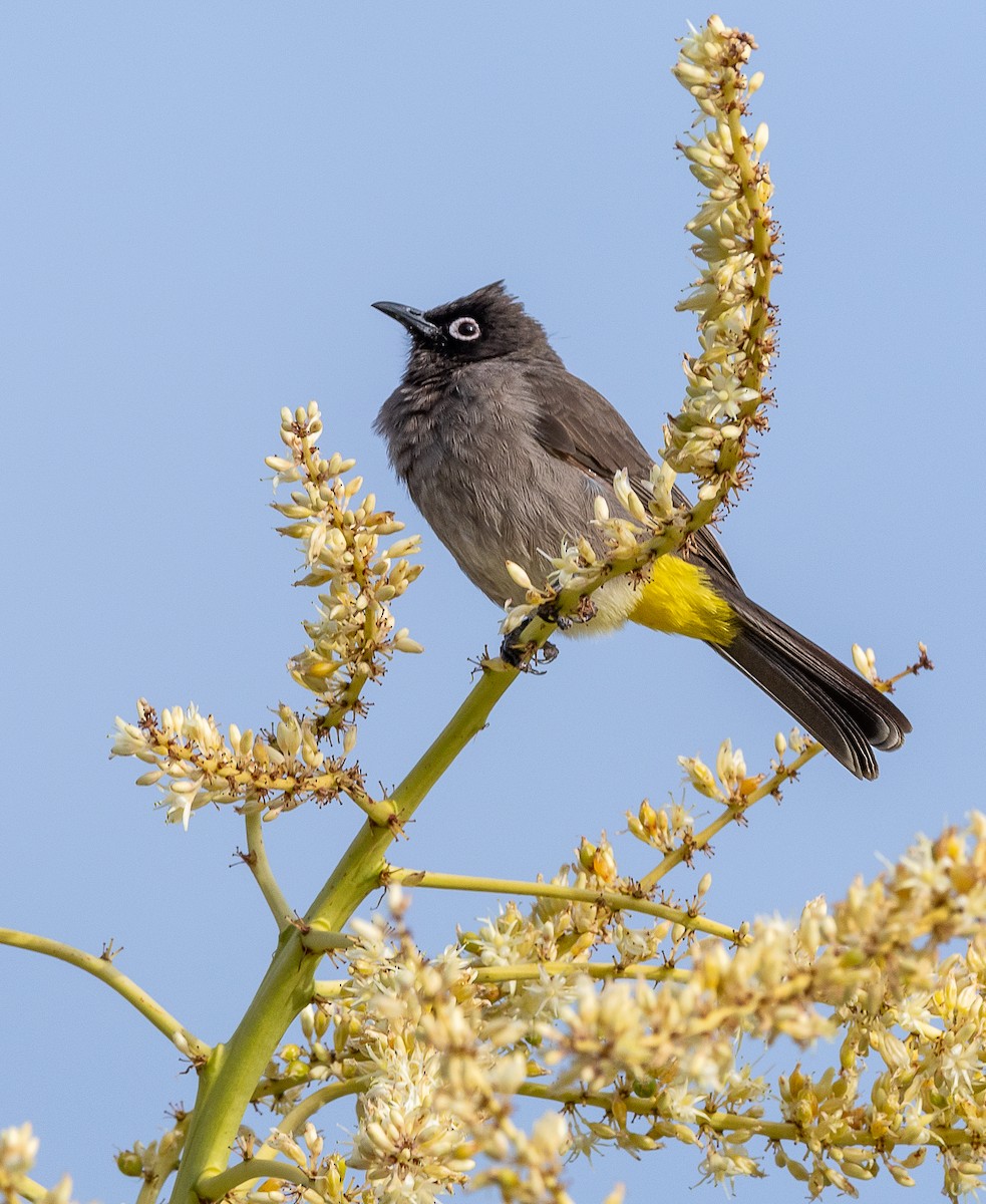 Cape Bulbul - ML632415695