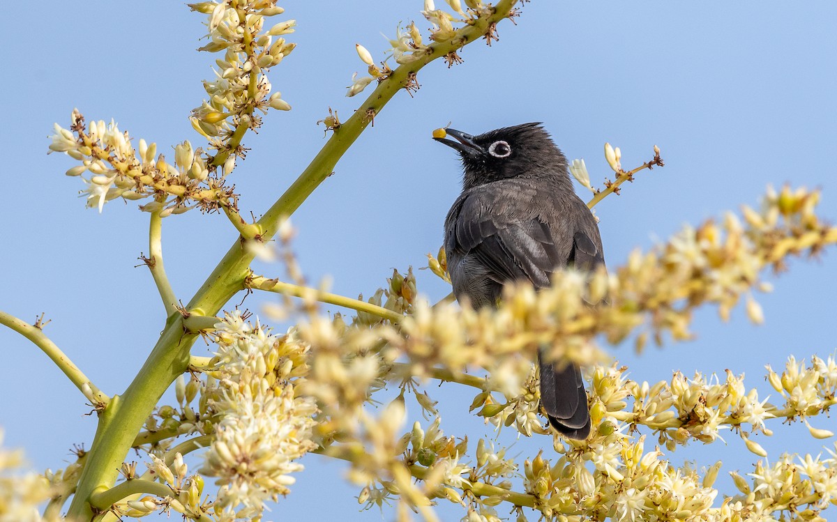 Cape Bulbul - ML632415697
