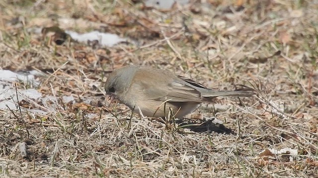 ユキヒメドリ - ML632415709