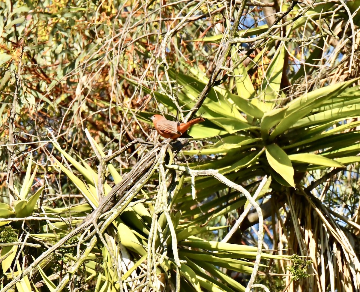Piranga orangé - ML632415734